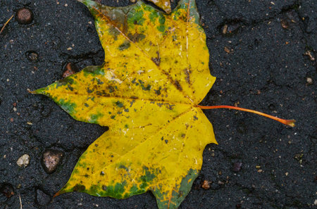 Maple yellow leaf on the pavement after rainの写真素材