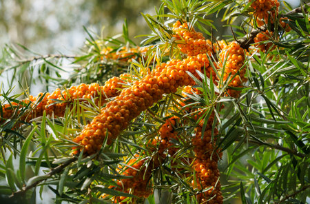 Sea buckthorn branches strewn with orange berries in the garden