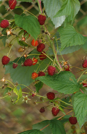 Red raspberries on the branches in the garden