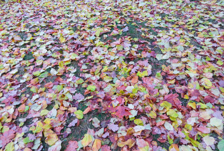 Multi-colored paint of leaves in a city park. Autumn landscapeの写真素材