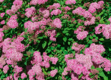 Autumn bushes with pink flowers. in a home gardenの写真素材