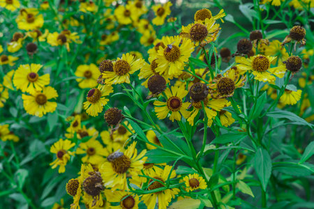 White autumn flowers from the family of chrysanthemumsの写真素材