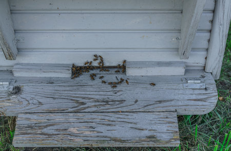 Bees, rush to the beehive, after collecting nectar