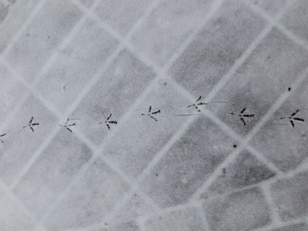 Imprints of bird tracks on white snow