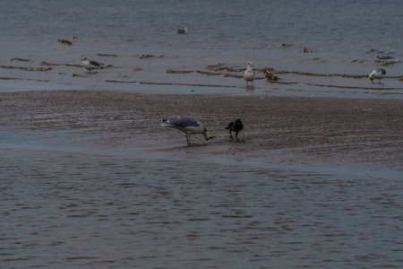 Crow takes food from a seagull on the beachの写真素材