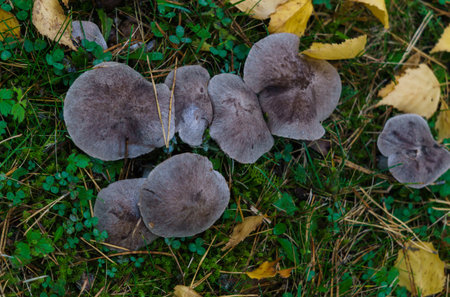 Mushrooms called rowing in a clearing in the forest in late autumnの写真素材