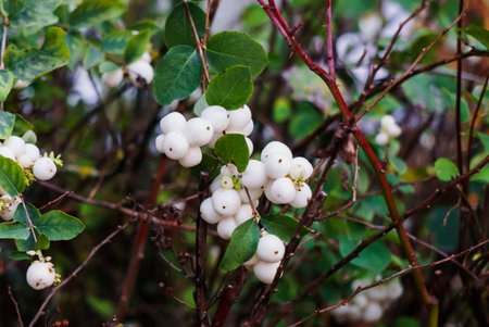 White, inedible berries on the branches of a bush in the forest