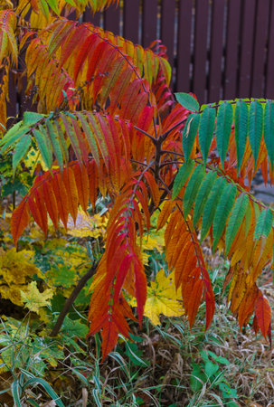 Colorful colorful leaves of vinegar tree in late autumn