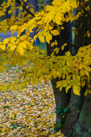 Yellowed ash leaves in a city park. Autumn landscapeの写真素材
