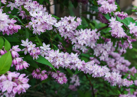 Beautiful branches of decorative pink jasmine in the summerの写真素材