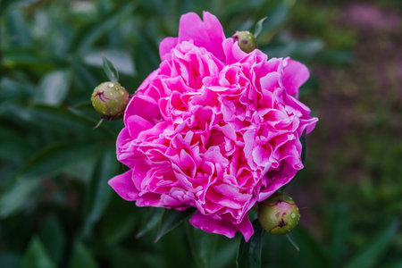 Luxurious bud of pink peony in the midst of green leavesの写真素材