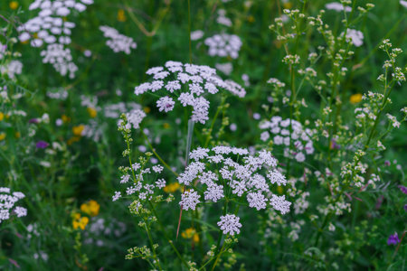 beautiful meadow of white flowers in the forest.の写真素材