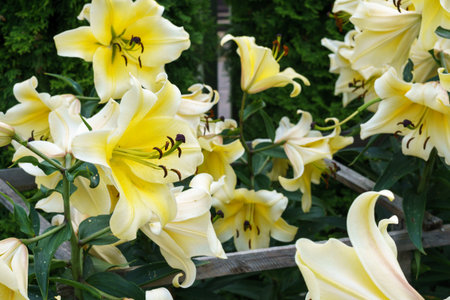 a bouquet of beautiful yellow lilies in the garden.の写真素材