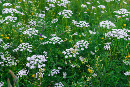 beautiful meadow of white flowers in the forest.の写真素材
