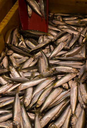 Fresh silvery Baltic herring lying in a box in the bazaar.の写真素材