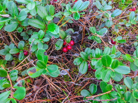 Green cranberry bushes together with red berriesの写真素材