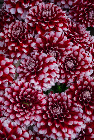 beautiful multicolored bouquets of dahlias grown in the summer gardenの写真素材