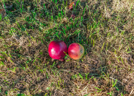 Two ripe apples fallen to the groundの写真素材