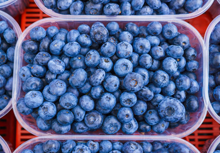 Large, fresh garden blueberry, collected in traysの写真素材