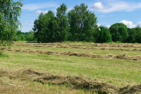 Mowed grass on the field in early Julyの写真素材