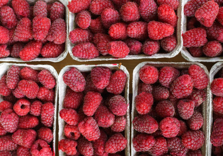 Many fresh red raspberries, laid out in paper trays