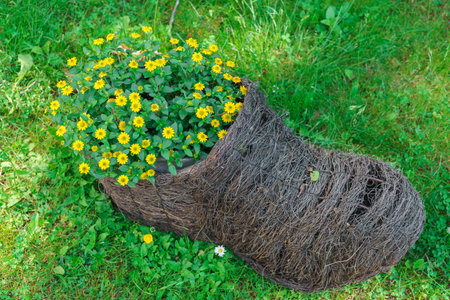 Beautiful yellow flowers in a wicker pot in the form of a shoeの写真素材