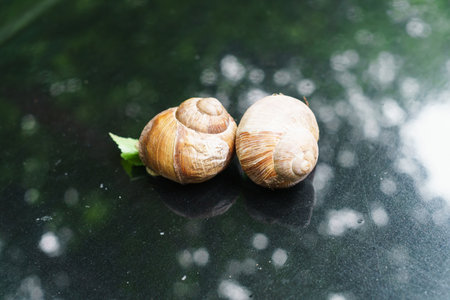Grape snail for a walk on the hood of the car