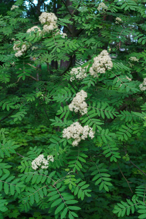 wild nine bark tree cluster of blossomsの写真素材