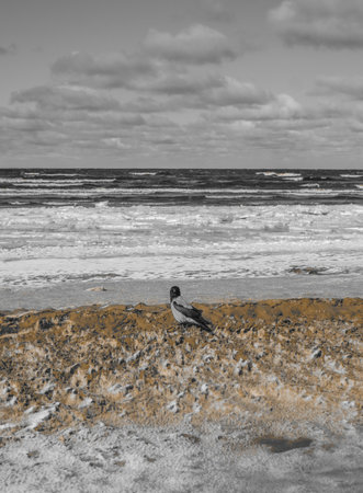 Endless expanses on a snow-covered beach in Jurmala, on the shore of the Gulf of Riga, in winter 2018.Latviaの写真素材