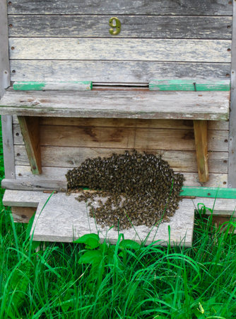 A swarm of bees at the entrance to the hive in the garden in early spring