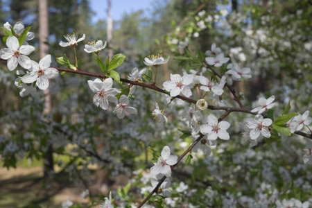 Cherry-plum branches sprinkled with white flowers against the background of spring greenery