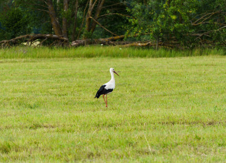 A lone stork wanders through a village field looking for foodの写真素材