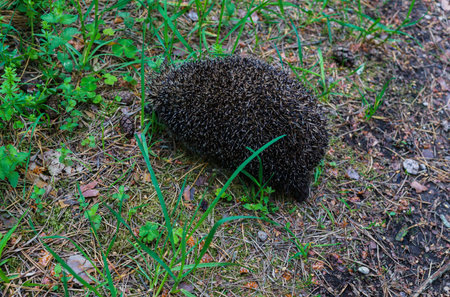 Hedgehog after hibernation, walks through the woodsの写真素材