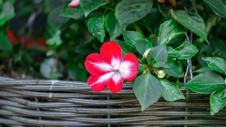Beautiful Red-white balsam flower in a flower pot.の写真素材
