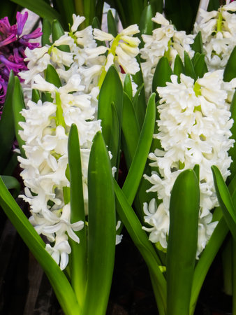 Beautiful, strong aroma white hyacinths in flower potsの写真素材