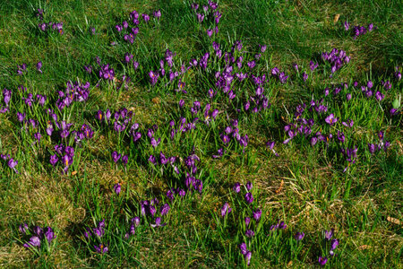 Glade of blooming purple crocuses in the forest in early springの写真素材