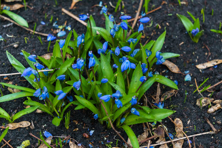 Bushes of the first blue snowdrops in the forest in early spring