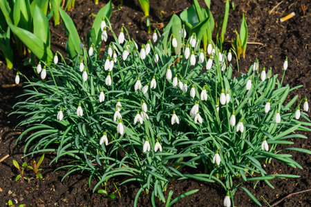 Snowdrops in the forest in the early spring. Wild flowers on the meadowの写真素材