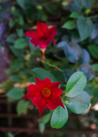 Blooming Mandeville, with red flowers, a beautiful garden plantの写真素材