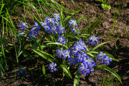 Hionodoxa - an early perennial with beautiful flowers in the form of colorful stars