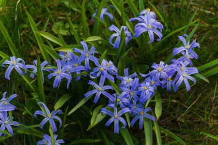 Hionodoxa - an early perennial with beautiful flowers in the form of colorful stars.
