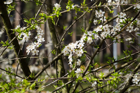 White flowers of cherry plum with yellow stamens on a branch in the spring gardenの写真素材