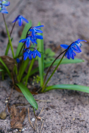 Bushes of the first blue snowdrops in the forest in early spring