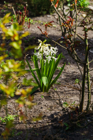 Lovely white-colored hyacinths in a spring garden