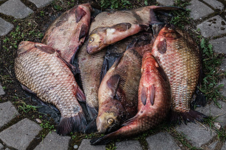 Many crucians and bream caught in the lakeの写真素材