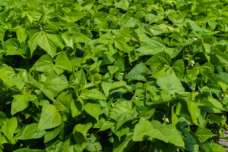 Green bean flowers on a bush. Beans growing on a field in a villageの写真素材