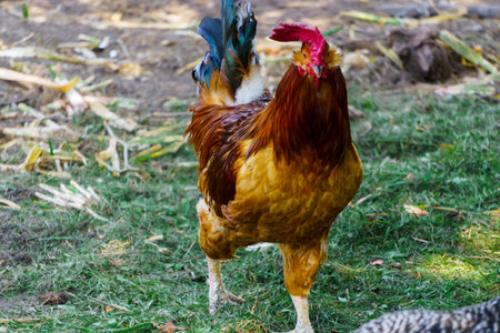 Beautiful rooster with gorgeous plumage in the village on the nature.の写真素材