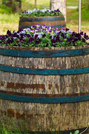 An old wooden barrel with colorful pansies blooming in itの写真素材
