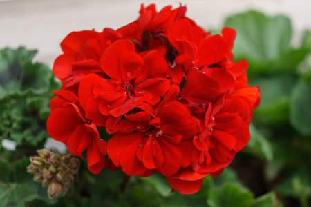 Bright red bud of a geranium flower on a wall background.