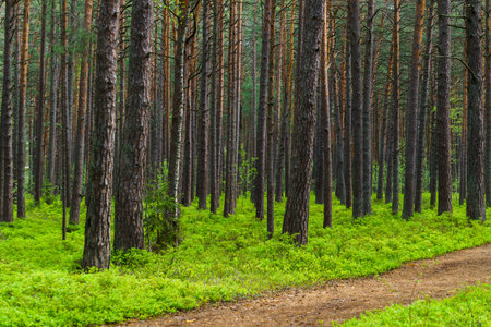 Green blueberry leaves in spring, in the middle of a pine forest